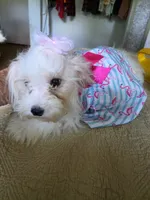 Angle, a female Bichon Frise for sale in Fort Myers, FL – 3 of 3