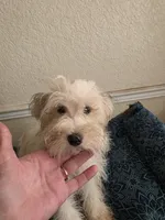 Cici, a female Bichon Frise for sale in Fort Myers, FL – 3 of 3