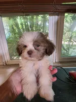 Zoe, a female Bichon Frise and Yorkshire Terrier for sale in Fort Myers, FL – 2 of 2