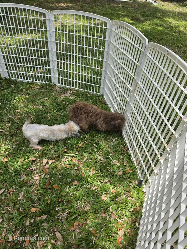 Tristan – Shih Tzu puppy for sale in Fort Myers, FL