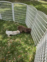 Tristan, a male Shih Tzu for sale in Fort Myers, FL – 1 of 1