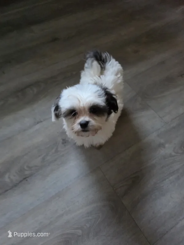 Micky – Bichon Frise, Yorkshire Terrier puppy for sale in Fort Myers, FL