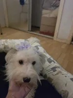 Paris, a female Bichon Frise for sale in Fort Myers, FL – 3 of 3