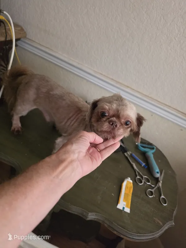 Tristan – Shih Tzu puppy for sale in Fort Myers, FL
