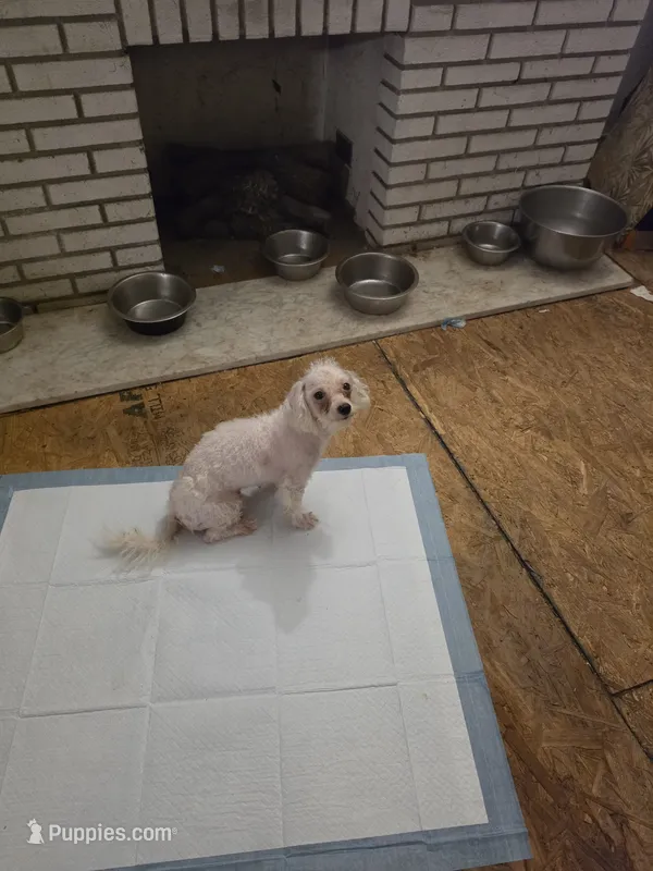 Mindy – Bichon Frise, Shih Tzu puppy for sale in Fort Myers, FL