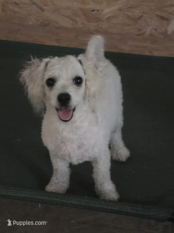 Tara – Bichon Frise puppy for sale in Fort Myers, FL