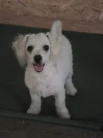 Tara, a female Bichon Frise for sale in Fort Myers, FL – 1 of 1