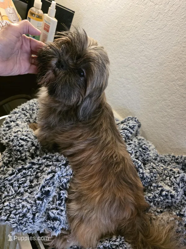 Red Head – Shih Tzu puppy for sale in Fort Myers, FL