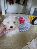 Angle, a female Bichon Frise for sale in Fort Myers, FL – 2 of 3