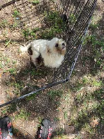 Imperial Tiffany, a female Shih Tzu for sale in Fort Myers, FL – 2 of 4
