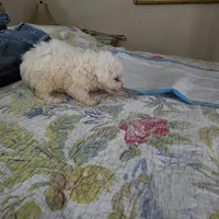 Mia, a female Bichon Frise for sale in Fort Myers, FL – Photo 2 of 3