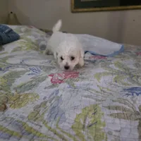 Mia, a female Bichon Frise for sale in Fort Myers, FL – Photo 3 of 3