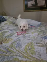 Mia, a female Bichon Frise for sale in Fort Myers, FL – Photo 3 of 3