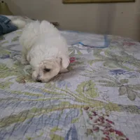 Mia, a female Bichon Frise for sale in Fort Myers, FL – Photo 1 of 3