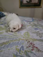 Mia, a female Bichon Frise for sale in Fort Myers, FL – Photo 1 of 3