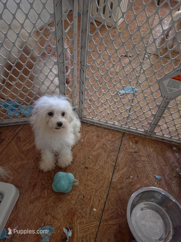 Mia – Bichon Frise, Havanese puppy for sale in Fort Myers, FL