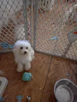 Mia, a female Bichon Frise and Havanese for sale in Fort Myers, FL – 1 of 1