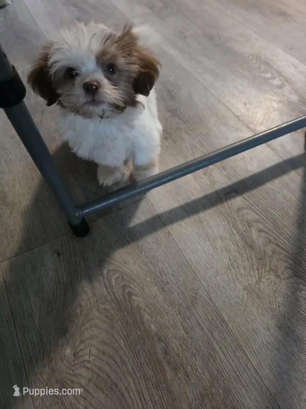 Zoe – Bichon Frise, Yorkshire Terrier puppy for sale in Fort Myers, FL