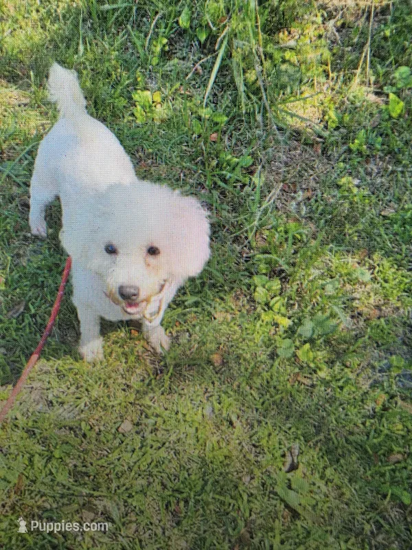 Bichon Girl – Bichon Frise puppy for sale in Fort Myers, FL