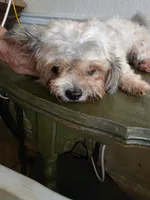 Imperial Tiffany, a female Shih Tzu for sale in Fort Myers, FL – 4 of 4