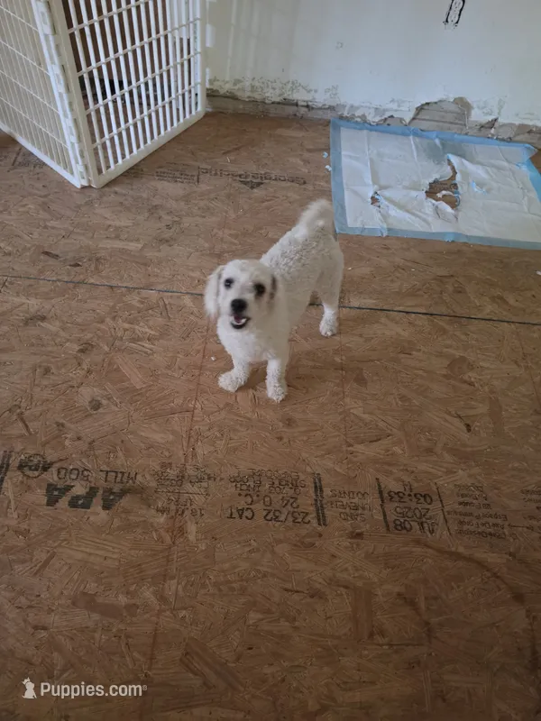 Paris, a female Bichon Frise for sale in Fort Myers, FL – 1 of 1