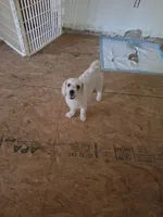 Paris, a female Bichon Frise for sale in Fort Myers, FL – 1 of 1