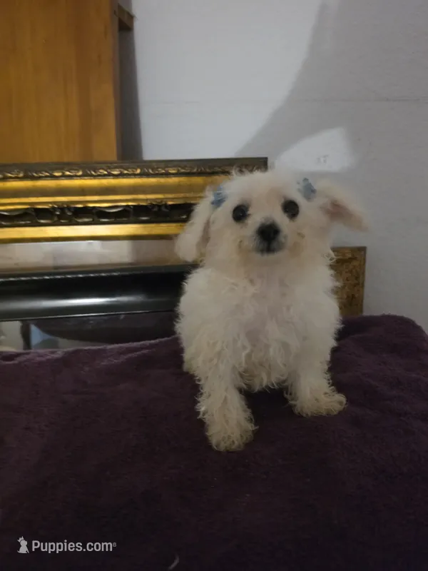 Sofia – Bichon Frise, Poodle - Toy  puppy for sale in Fort Myers, FL