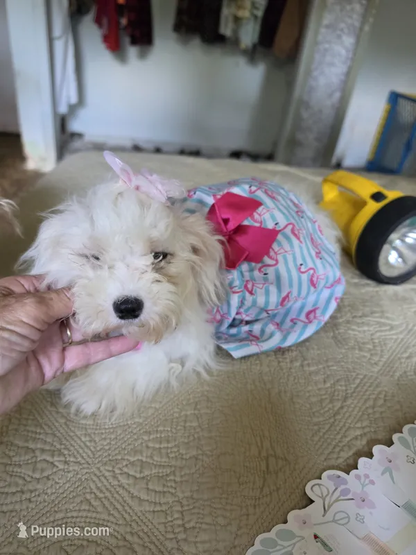 Mia – Bichon Frise puppy for sale in Fort Myers, FL
