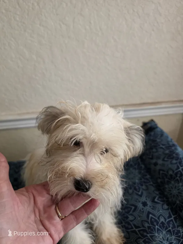 Cici, a female Bichon Frise for sale in Fort Myers, FL – 1 of 3