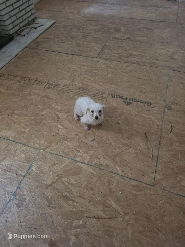 Mandy, a female Bichon Frise for sale in Fort Myers, FL – Photo 1 of 1