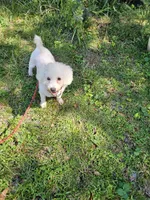 Elsa, a female Bichon Frise for sale in Fort Myers, FL – Photo 2 of 2