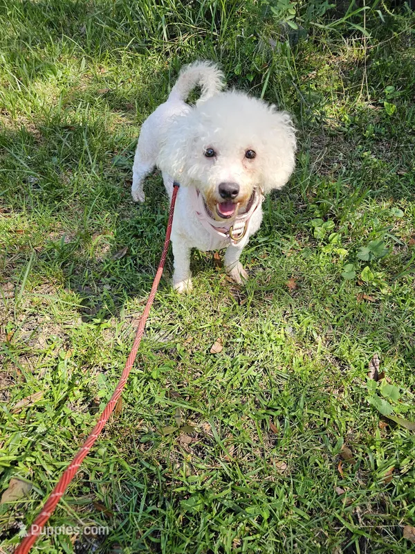 Elsa – Bichon Frise puppy for sale in Fort Myers, FL