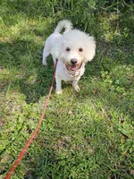 Elsa, a female Bichon Frise for sale in Fort Myers, FL – Photo 1 of 2