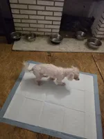Mindy, a female Bichon Frise and Shih Tzu for sale in Fort Myers, FL – 2 of 2