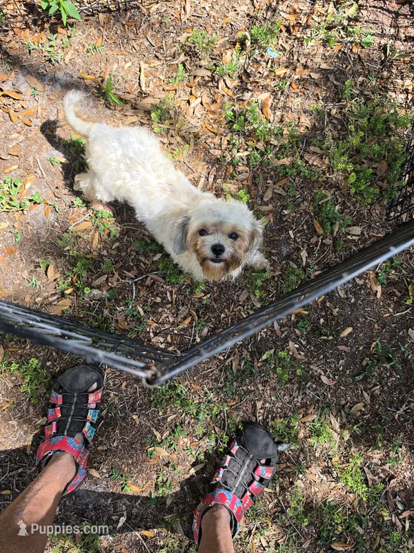 Imperial Tiffany – Shih Tzu puppy for sale in Fort Myers, FL
