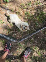 Imperial Tiffany, a female Shih Tzu for sale in Fort Myers, FL – 1 of 4