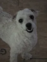 Tara, a female Bichon Frise for sale in Fort Myers, FL – 2 of 2