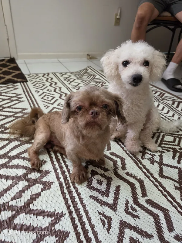 Tara – Bichon Frise puppy for sale in Fort Myers, FL