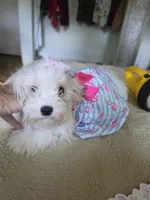 Angle, a female Bichon Frise for sale in Fort Myers, FL – 1 of 3