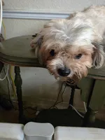Imperial Tiffany, a female Shih Tzu for sale in Fort Myers, FL – 3 of 4