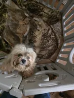 Imperial AKC Tiffany, a female Shih Tzu for sale in Fort Myers, FL – Photo 1 of 2