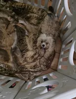 Imperial AKC Tiffany, a female Shih Tzu for sale in Fort Myers, FL – Photo 2 of 2