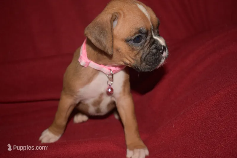 IZZIE – Boxer puppy for sale in Neosho, MO