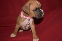IZZIE, a female Boxer for sale in Neosho, MO – 1 of 5