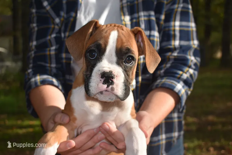 LADY BUG – Boxer puppy for sale in Neosho, MO
