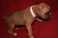 IZZIE, a female Boxer for sale in Neosho, MO – 3 of 5