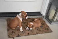 LADY BUG, a female Boxer for sale in Neosho, MO – 4 of 10