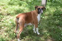 BISCUIT , a female Boxer for sale in Neosho, MO – 6 of 6