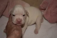 ROSE BUD , a female Boxer for sale in Neosho, MO – 1 of 5