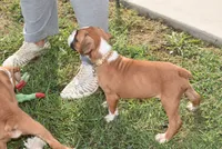 SAGE, a female Boxer for sale in Neosho, MO – 6 of 10